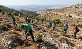 Αναδασώσεις